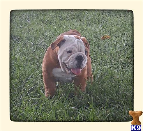 Elite English Bulldogs Picture 1